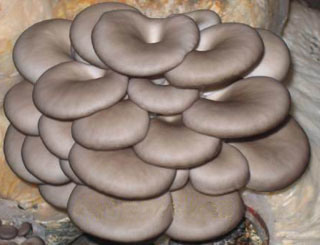 Oyster Mushroom Extract 30% Polysaccharides for Functional Food