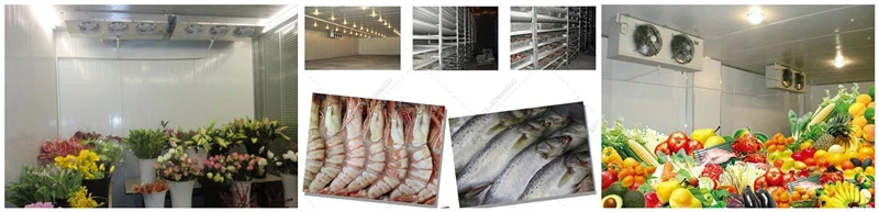 Fresh Oyster Tuna Fish Walk in Freezer/Cold Storage Room Supplier in China