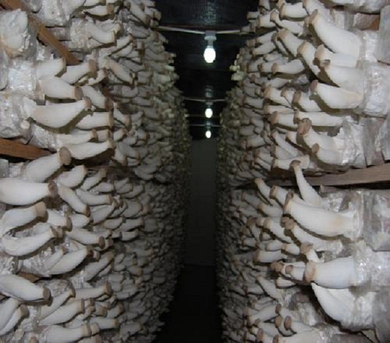 Fresh Crop Excellent Quality Salted Oyster Mushroom Slices