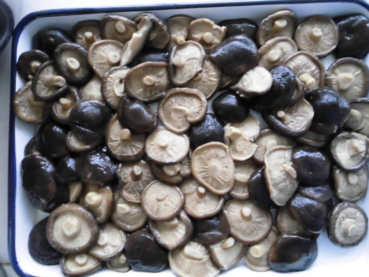 Canned Food Canned Shiitake Mushroom Whole