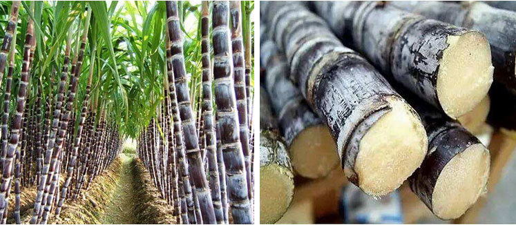 100% Biodegradable Sugarcane Pulp Disposable Bowl Tableware