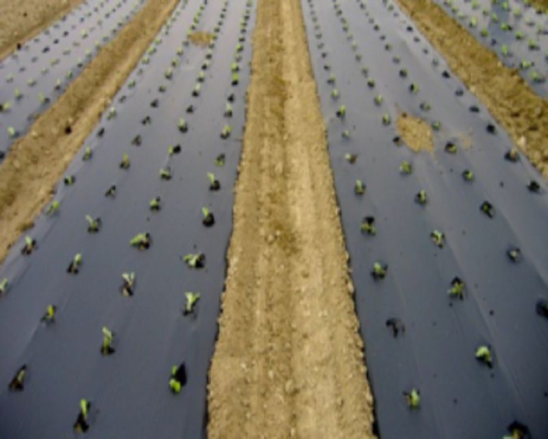 The Biodegradable Mulch Films Agricultural Mulch Plastic Mulch Film