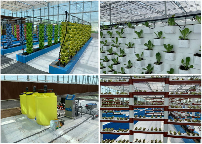 Economical Commercial Double Layer Plastic Film Greenhouse Tomato Plants