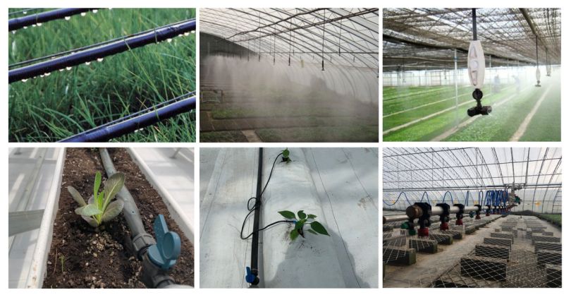 Economical Commercial Double Layer Plastic Film Greenhouse Tomato Plants
