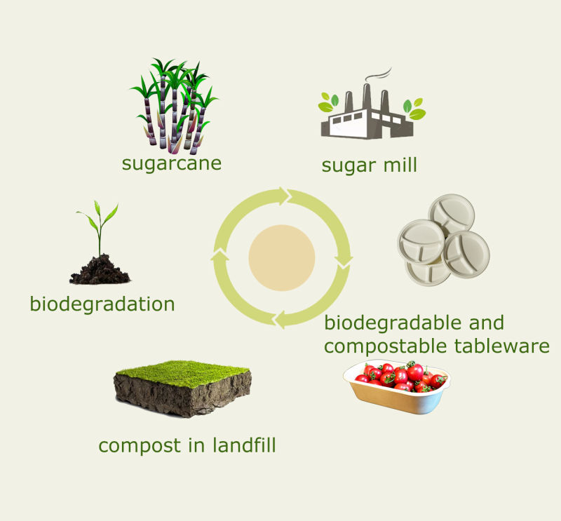 Compostable Biodegradable Sugarcane Bagasse Tray with Lid