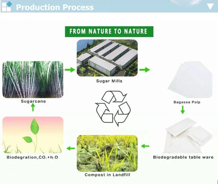 Bagasse Box Sugarcane Bagasse Food Container Biodegradable to Go Box Lunch Box