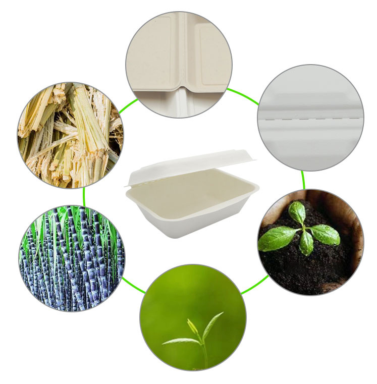 Biodegradable Disposable Sugarcane Bagasse Box Tableware Products