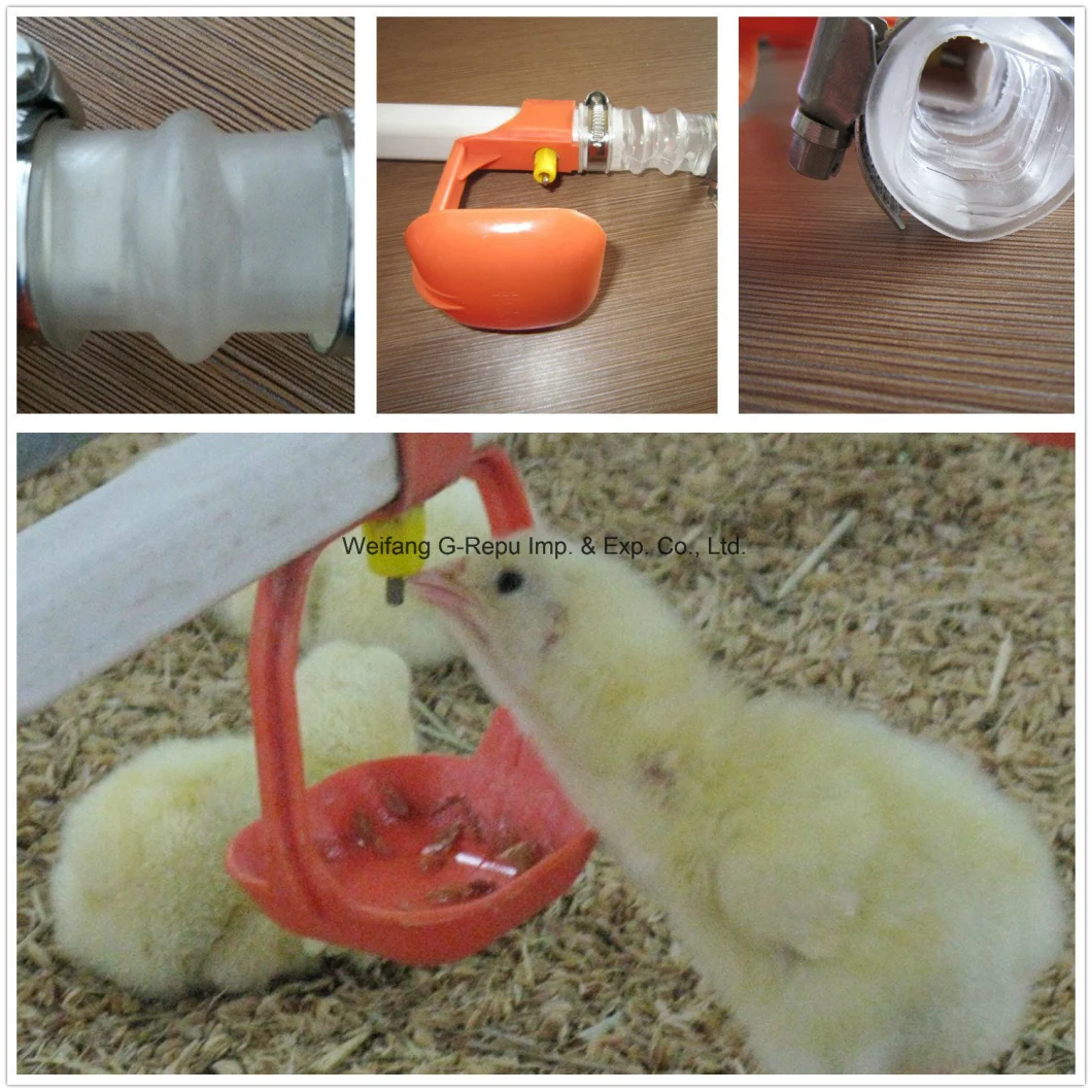 Modern Automatic Poultry Equipment for Layer Chickens