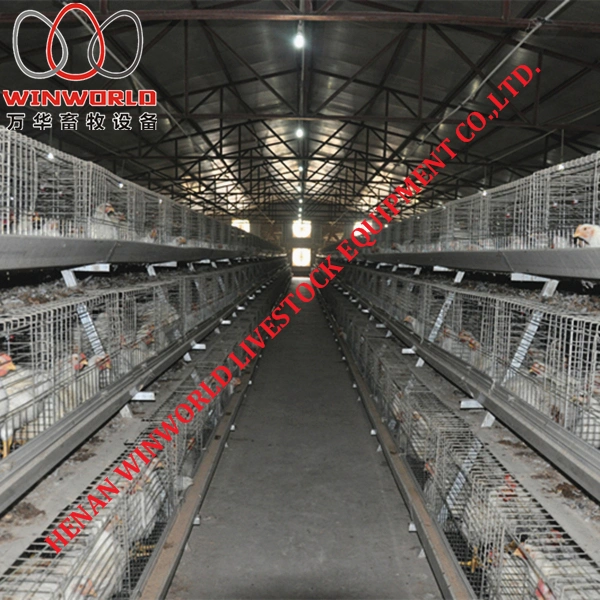 Mauritania Hot Sale Battery Broiler Cage & Hot Galvanized Meat Chicken Cage in Chicken Shed
