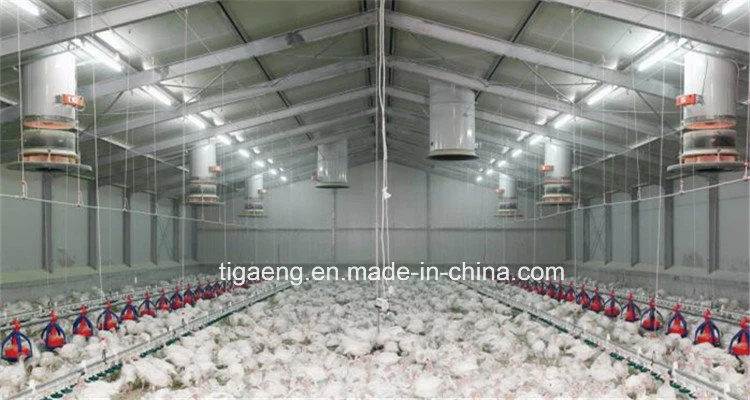 Large Scale Steel Structure Chicken House Building Design Poultry Farming Shed