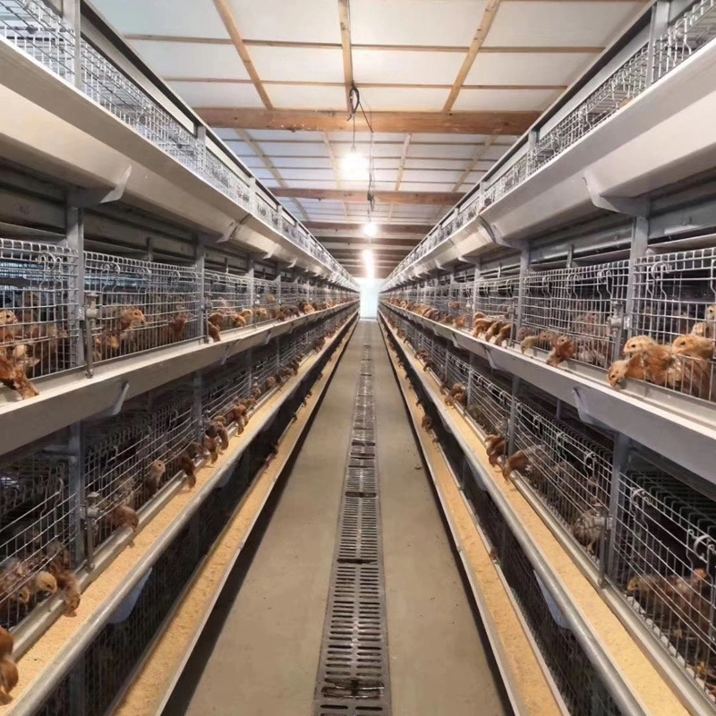 High Quality H Type Layer Chicken Cage Poultry Equipment for Layer Chicken Breeding