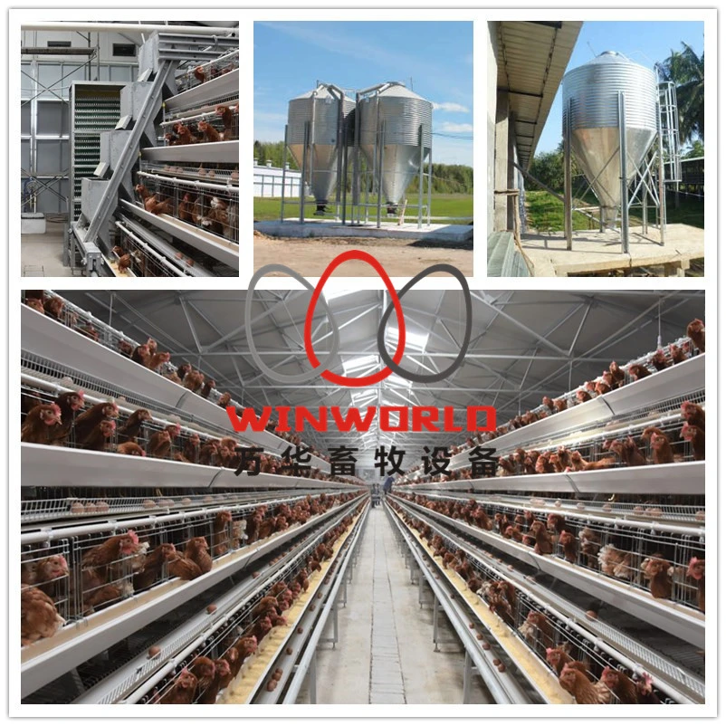 Design Breeding Double Poultry Collecting Machine Best Sale Chicken Egg Layer Cages in Africa