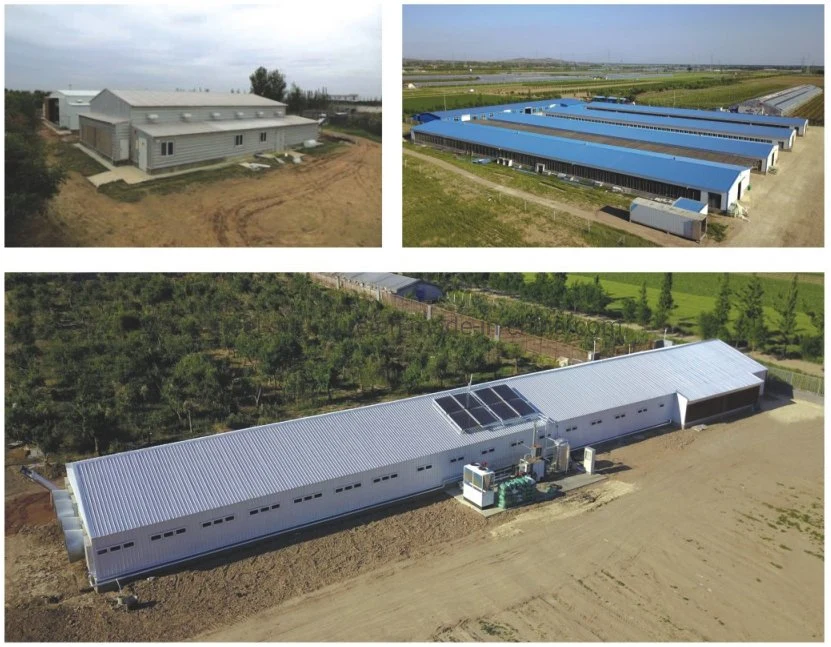 Full-Automatic Industrial Steel Structure Poultry Sheds Building Broiler Chicken Farm House Shed