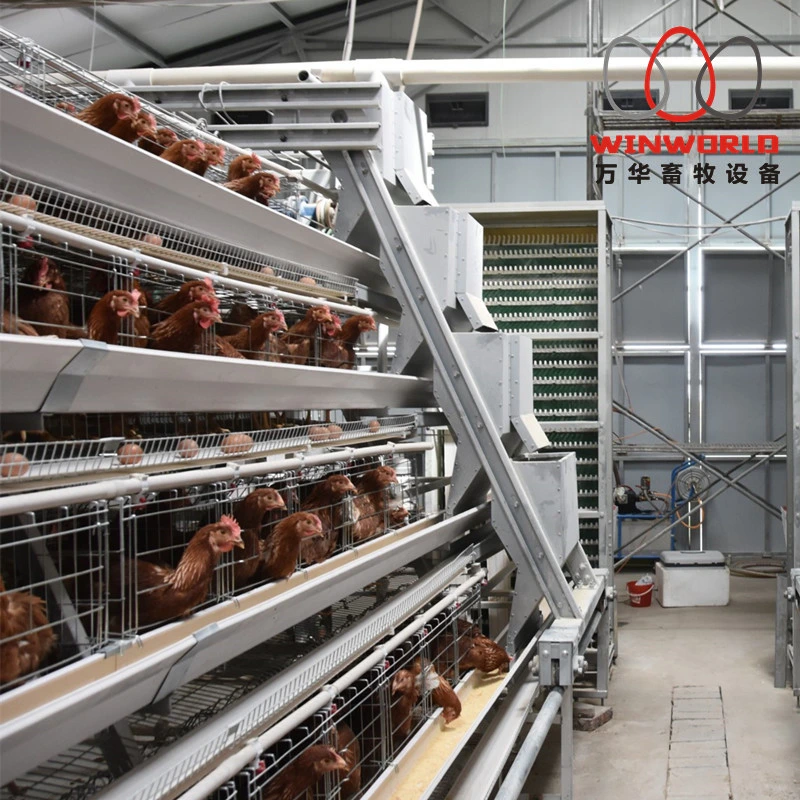 Used Chicken Cages Poultry Battery Cages for Sale Chennai Farm