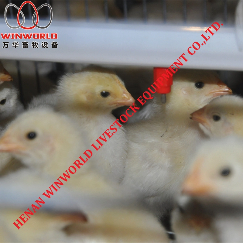 Layer Chicken Cage Chicken Cage Bird Broiler Pullet Cage