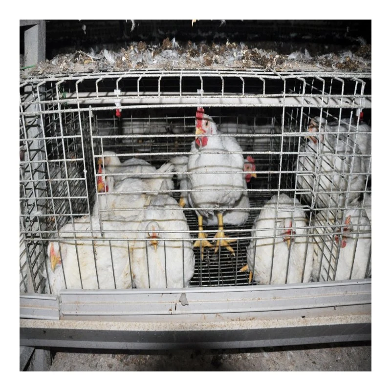 Automatic Broiler Chicken Cage System a Type Chicken Cage