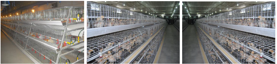 Jinfeng Design Chicken Broiler Cgae for Sale in South Africa Chicken Cage for Big Poultry Farm