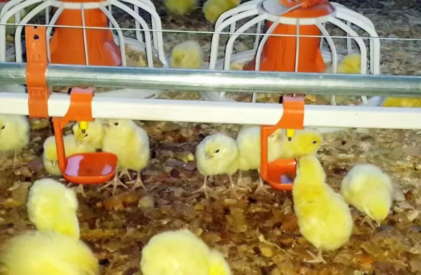 Automatic Poultry Farm Equipment for Broiler Chicken/Breeder Chicken/Layer Chicken