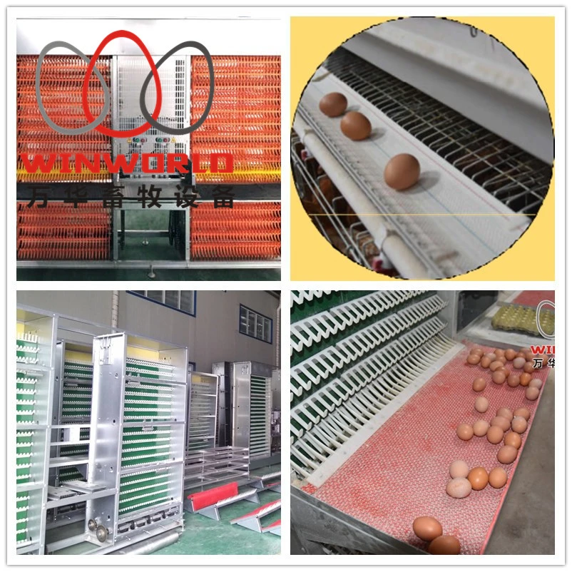 Design Breeding Double Poultry Collecting Machine Best Sale Chicken Egg Layer Cages in Africa