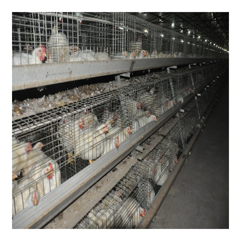 Automatic Broiler Chicken Cage System a Type Chicken Cage