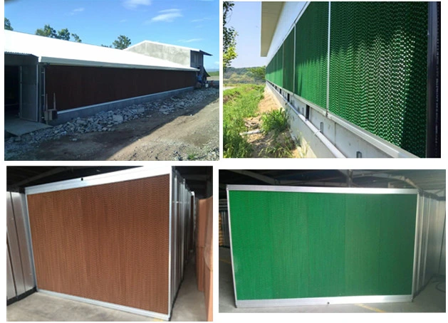 Full Package 450ftx52FT Poultry/Chicken House Philippines Houses Prefabricated for 38000 Chicken