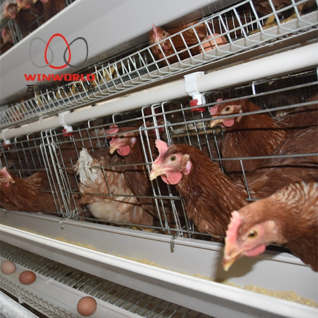 Design Breeding Double Poultry Collecting Machine Best Sale Chicken Egg Layer Cages in Africa