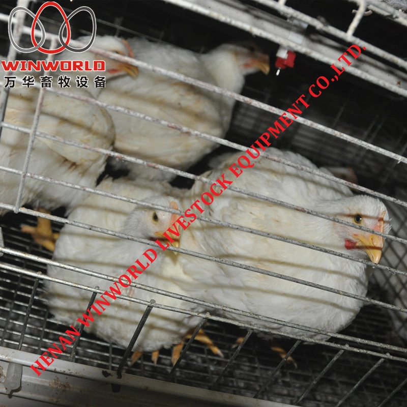 Mauritania Hot Sale Battery Broiler Cage & Hot Galvanized Meat Chicken Cage in Chicken Shed