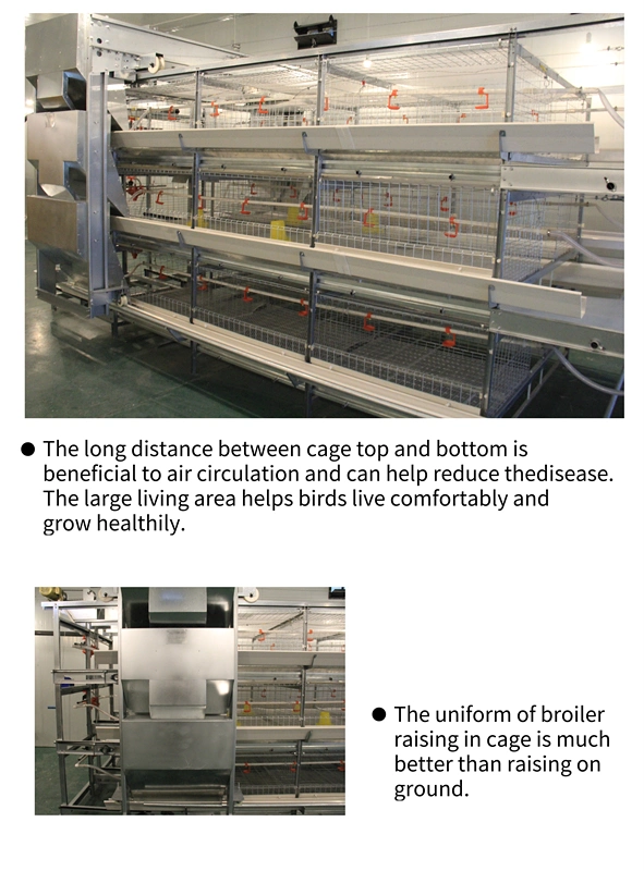 H Frame Feeding Cage for Broiler Chicken /Chicken Cage Broiler Equipment