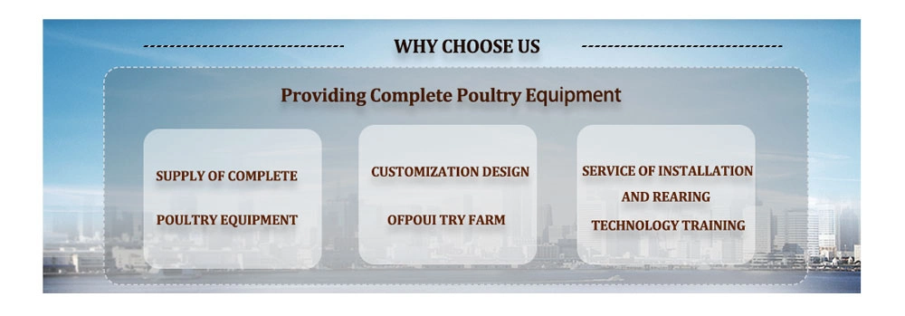 Chicken Cage Feeding Equipment Poultry Steel Structure Chicken House