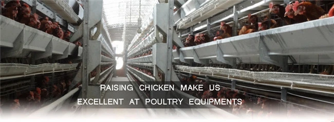 A Type Layer Chicken Cage Used Automatic Chicken Poultry Breeding Equipment
