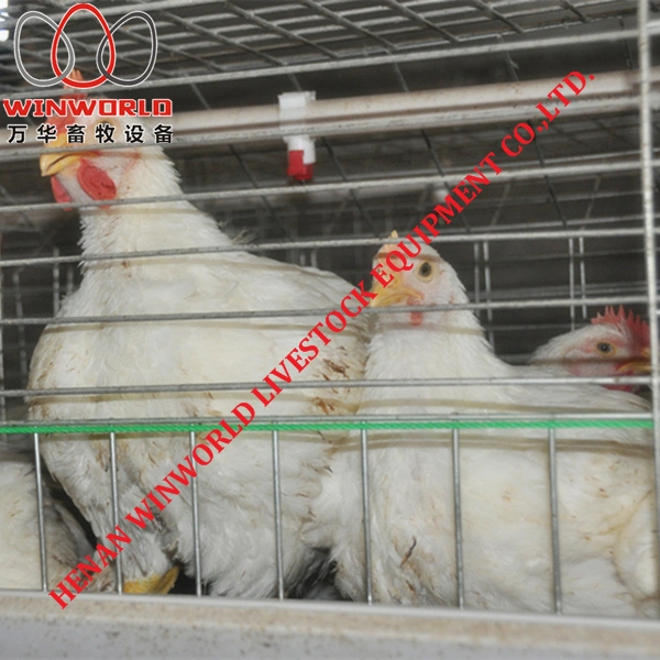 Ghana Hot Sale Battery Broiler Cage & Hot Galvanized Meat Chicken Cage in Chicken Shed