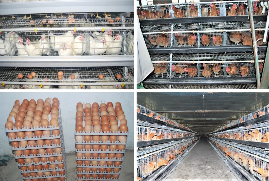 Chicken Feeding Equipment a & H Type Female/Male Chicken in Battery Cage Hot Sale