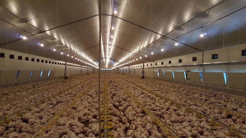 Broiler House/Layer House/Chicken House of Poultry Farm/Steel Structure Poultry House
