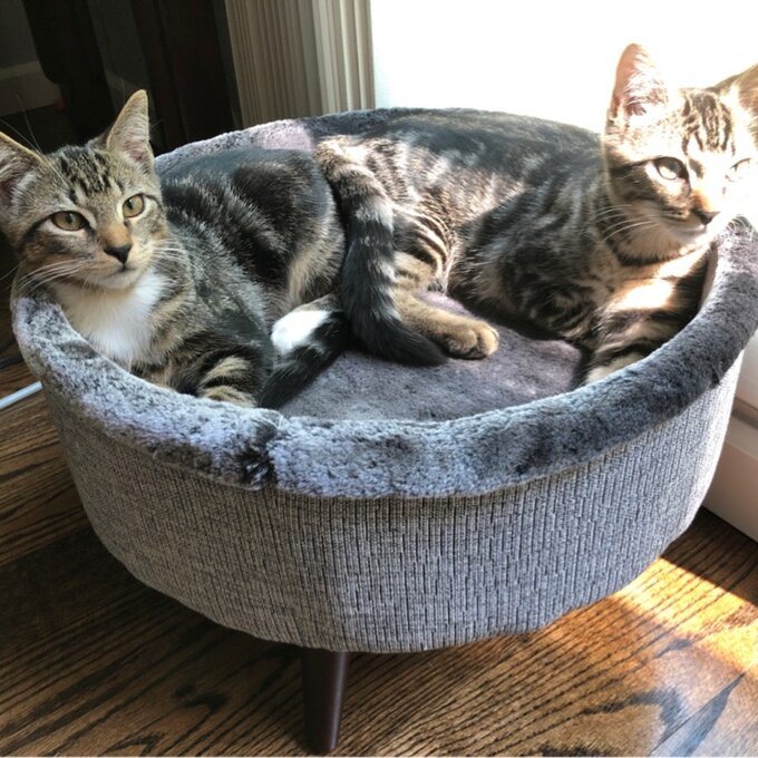 Heinz Round Cat Bed with Wood Leg Elevated