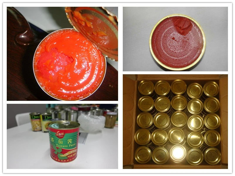 Customize Your Own Brand Canned Tomato Paste, Tomato Sauce with Cheapest Price