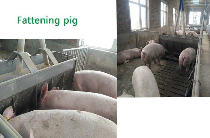 High Quality Double Side Pig Feeder 304 Stainless Pig Equipment Long Term Usage