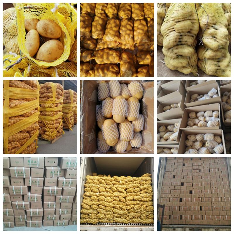 Wholesale Holland Bulk Sweet Fresh Potato New Price