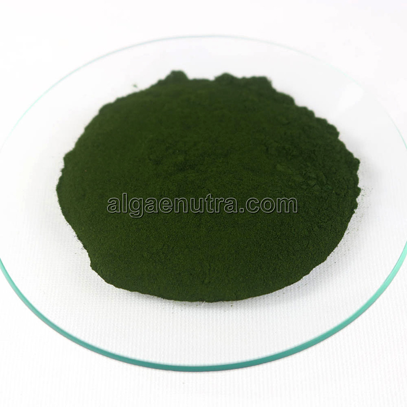 Free Sample of Chlorella Powder From Green Algae High Protein