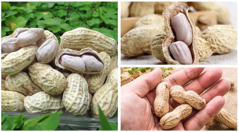 Chinese Factory Suppliers of Chinese Milk Taste Roasted Peanut in Shell