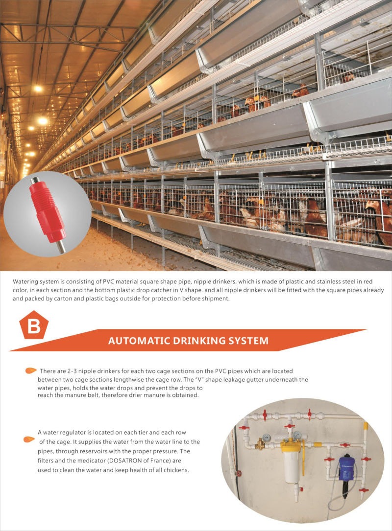 H Type Layer Chicken Cage with Fully Automatic Equipment