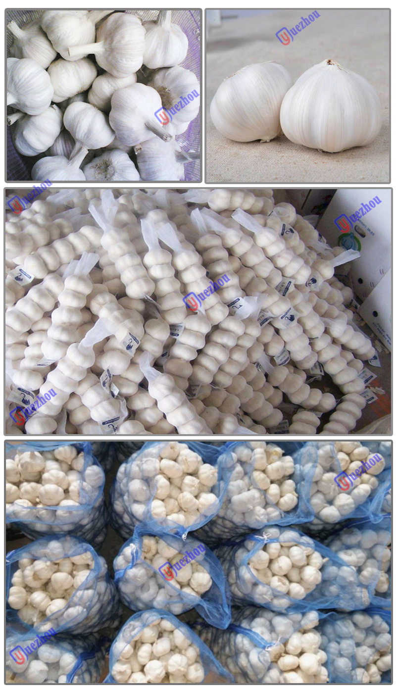 Spicy Pure White Garlic for 2019 New Crop From China