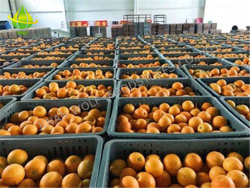 Fresh and Delicious Sweet and Sour Gannan Navel Orange