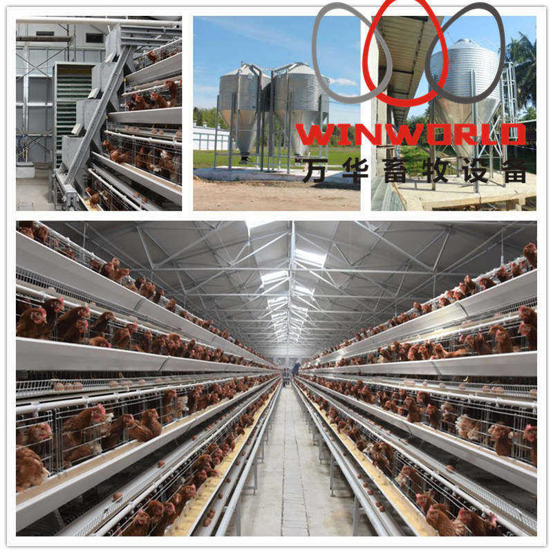 Automatic Chicken Layer Cage with Drinking System