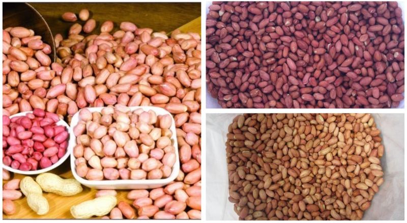 Price Cheap Red Peanut, Blanched Peanut Kernels, Bold Peanuts Blanched Peanuts Raw Kernel Peanuts