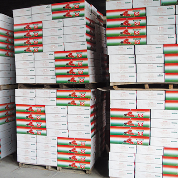Tomato Sachet and Tomato Paste From Hebei Tomato Industry