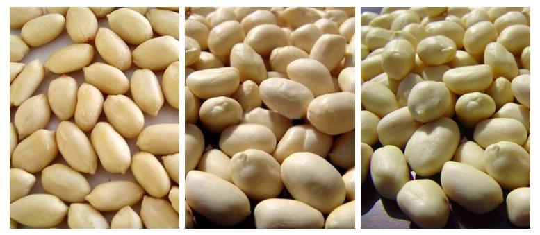 Peanut in Shell/Blanched Peanuts/Peanut Kernels