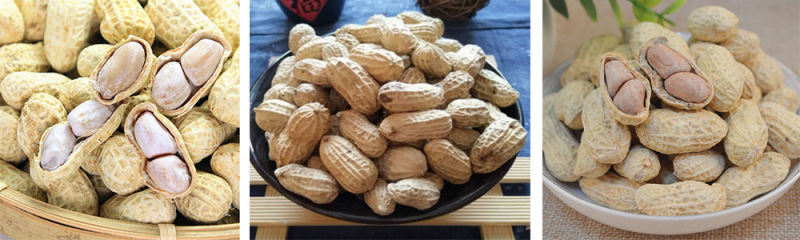 Chinese Factory Chinese Original Flavor Salted Taste Roasted Peanuts in Shell