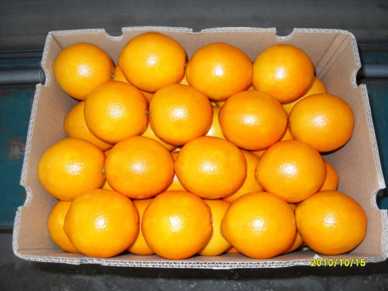Sweet and Sour Fresh Navel Orange From China