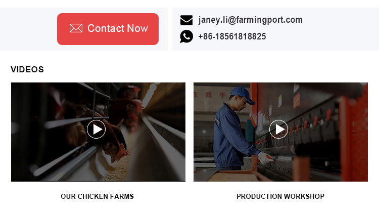 laying hen/layer/egg chicken A type automatic battery chicken cages
