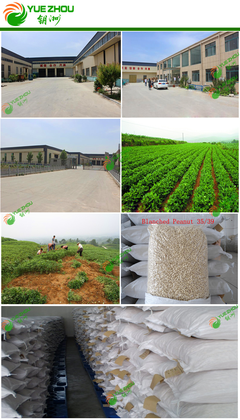 Healthy Spicy Roasted Peanuts Shandong Manufacturers
